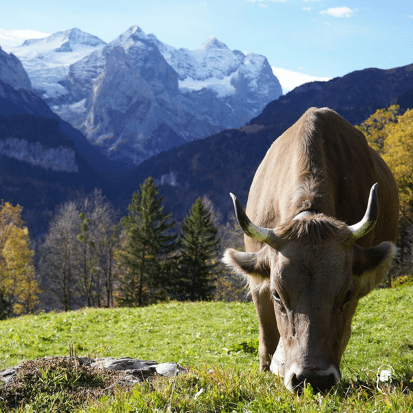 Kuh auf der Alp am Grasen im Hintergrund verschneite Berge