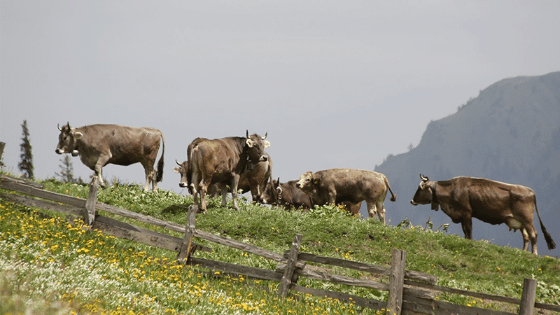 Alpkühe am Weiden im Vordergrund ein Holzzaun