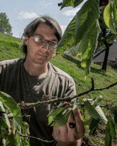 Bruno Muff vom Haldihof begutachtet Kirschen am Baum