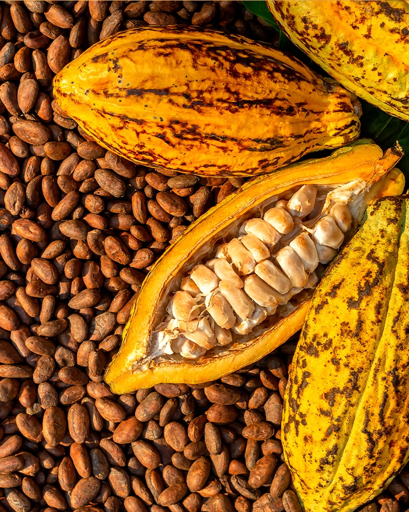 Kakao gesund. 4 frische Kakaofrüchte liegen auf einem Meer von Kakaobohnen. Die Kakaofrucht in der Mitte ist geöffnet und man sieht die frischen Kakaobohnen.