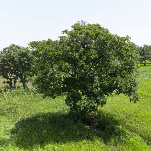 Shea-Baum in Ghana auf grüner Wiese