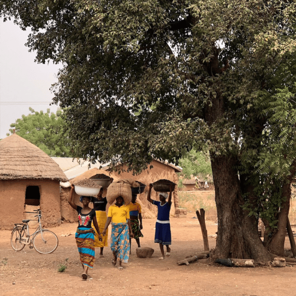 Frauen in Ghana transportieren Körbe voller Shea Nüsse auf dem Kopf