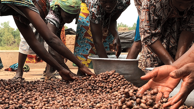 Frauen in Ghana beim Verarbeiten der Shea Nüsse. Man sieht Hände und Nüsse.