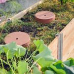 Wormup Tube eingegraben im Hochbeet